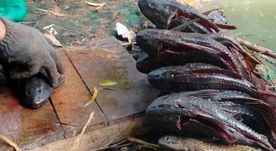 Budi, Sang Penakluk “Helikopter” dari Kali Samping Terminal Kampung Rambutan
